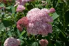 Hydrangea arborescens 'Pink Annabelle', rosa, 40–60 cm Produktbild-Vorschau 5