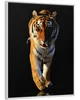 Wallario Wandbild Laufender Tiger, Größe: 40,30 x 50,30 cm, Produktbild-Vorschau 2