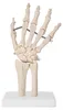 Anatomie Skelett Mensch Modell Skelett Hand Lebensgroß Produktbild-Vorschau 2