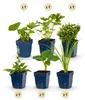 GreenboutiQ - Staudenpaket - Farbe Weiß - 24 Stauden - Für Produktbild-Vorschau 3