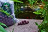 MK Garlic Robin Red Boilies 20mm 5kg - Boilies istantanee Anteprima dell’immagine prodotto 2