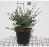 Osmanthus delavayi - Fiore profumato cinese 30- 40 cm - Anteprima dell’immagine prodotto 1
