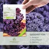 Grünkohl Samen (Redbor, 25 Korn) - Grünkohl Saatgut aus Produktbild-Vorschau 2