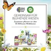 Air Wick Freshmatic Max vonný sprej startovací sada Summer Náhled obrázku produktu 9