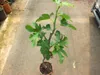 Ficus carica Bornholms diamant Stämmchen 100-120 cm - Produktbild-Vorschau 3
