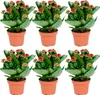 Bloomique - Lot de 6 - Kalanchoé - Fleurs rouges - Plante Voir les images du produit 1