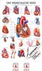 Das Herz Mini-Poster Anatomie 34x24 cm medizinische Produktbild-Vorschau 1