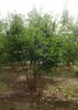 Cornus mas - Korneliovník Jolico 50- 60 cm kontejner Náhled obrázku produktu 3