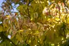 Cornus florida, Blumen-Hartriegel, 60–80 cm, weiße Blüten Produktbild-Vorschau 4