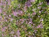 6 x Epimedium grand. 'Lilafee' - Elfflower - Topf 9x9 cm Anteprima dell’immagine prodotto 2