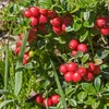A close-up of a lingonberry bush with ripe red berries and green leaves. Produktbild-Vorschau