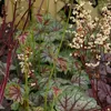 6 campanule viola  - Heuchera 'Green Spice'  | Vaso 9 cm x Anteprima dell’immagine prodotto 2