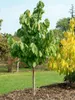 Indianerbanane 80-100 cm, im Topf - Asimina triloba Produktbild-Vorschau 2
