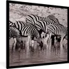 MuchoWow® Gerahmtes Poster Zebras im Wasser 40x40 cm - Produktbild-Vorschau 1