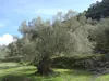 Olivo europeo (Olea europaea)  - 10 semi Anteprima dell’immagine prodotto 2