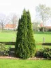 1 Stück, 50-60cm, Topf 2L, Lebensbaum Thuja occidentalis Produktbild-Vorschau 4