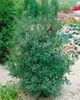 Stechpalme Alaska 10-15 cm, im Topf - Ilex aquifolium, Produktbild-Vorschau 12