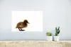 MuchoWow® Poster Porträt eines Entenbabys 30x20 cm - Produktbild-Vorschau 5