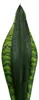 Sansevieria trifasciata „Silver Flame” – sansewieria o Podgląd zdjęcia produktu 2