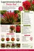 Lagerstroemia indica Petite Red 40–60 cm – Rote Produktbild-Vorschau 2
