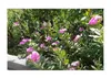 30x Catharanthus roseus Madagaskar Immergrün Strauch Produktbild-Vorschau 6