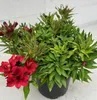 Inkalilie Colorita™ Kate - Astroemeria Colorita™ Kate - Produktbild-Vorschau 2