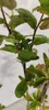 Mespilus Germanica 'Nottingham', Mispel, 5-Liter-Topf Produktbild-Vorschau 3