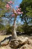Rose du désert (Adenium obesum)  - 10 graines Voir les images du produit 2