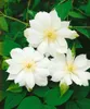 Clematis texensis 'Duchess of Edinburgh', weiß, 60–100 cm Produktbild-Vorschau 4