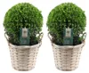 Plants by Frank | Prawdziwa kulista ostrokrzew w koszyku | Podgląd zdjęcia produktu 1