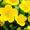 Bloomique - Caltha palustris - Kaczeńce błotne - Rośliny do Podgląd zdjęcia produktu 4