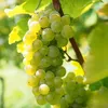 Winorośl właściwa - 3 szt - Vitis vinifera 'Chardonnay' - Podgląd zdjęcia produktu 4
