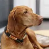 Trixie Zug-Stopp Hundehalsband BE Nordic, XS-S, Produktbild-Vorschau 5
