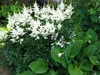 Stauden Gänge 1 x Astilbe arendsii 'Deutschland' - Produktbild-Vorschau 3
