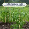 Bambus Splittstäbe 40 cm – Pflanzstäbe Rankhilfe für Garten Produktbild-Vorschau 6