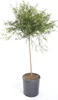 Australische Fingerlimette 70-100 cm – Caviar-Limette – Produktbild-Vorschau 1