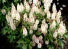 Stauden Gänge 3 x Tiarella Hybride 'Pink Skyrocket' - Produktbild-Vorschau 2