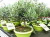 Olivenbaum Bonsai Formgehölz, Olive winterhart, Olea Produktbild-Vorschau 6