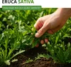 Salatrauke Einjährig Samen - Eruca sativa - Salatraukesamen Produktbild-Vorschau 2