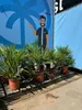 Chamaerops Humilis - europejska palma karłowata - Podgląd zdjęcia produktu 1
