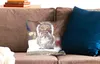 MuchoWow® Zierkissen Sofakissen Wohnzimmer Dekokissen 40x40 Produktbild-Vorschau 2