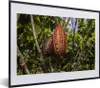 MuchoWow® MuchoWow® Gerahmtes Poster Tropische Farben der Produktbild-Vorschau 1
