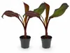 Ensete ventricosum elli – bananowiec o czerwonych liściach, Podgląd zdjęcia produktu 1