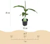 GreenboutiQ - Obstpflanze - Bananenpflanze - Musa Basjoo - Produktbild-Vorschau 3