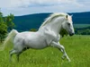 CALVENDO Puzzle Lipizzaner Hengst | 1000 Teile Lege-Größe Produktbild-Vorschau 3