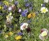 Schattenblume Mischung | Schattenblumensamen von Dürr Samen Produktbild-Vorschau 9