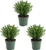 Bloomique - Zestaw 3 szt. - Ilex Crenata Jenny - Ostrokrzew Podgląd zdjęcia produktu 1