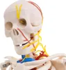 Anatomie Modell Skelett Auswahl Lebensgroß 180 cm oder Produktbild-Vorschau 5