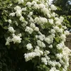 A close-up of a climbing hydrangea plant with abundant white flowers and green leaves, partially covering a stone wall. Produktbild-Vorschau
