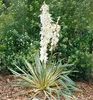 Palmlilie ´BRIGHT EDGE´ 30-40 cm, Cont. 2,5 l Produktbild-Vorschau 8